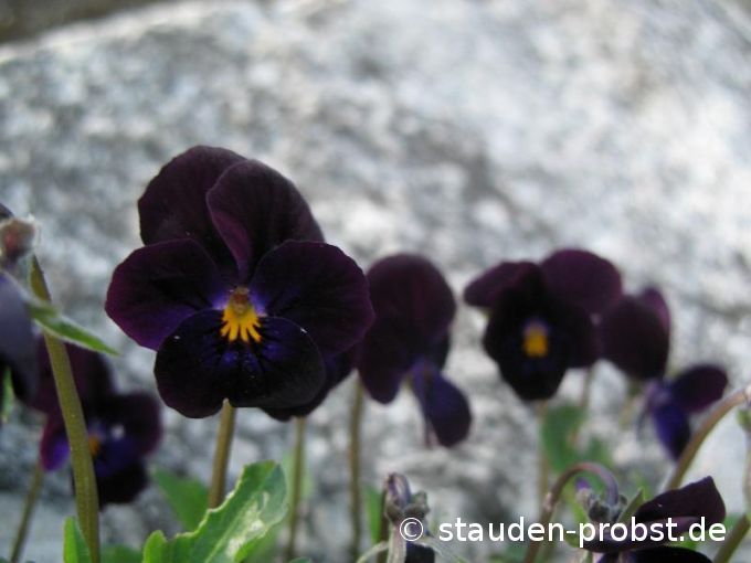 Viola cornuta 'Bowles Black' - Hornveilchen