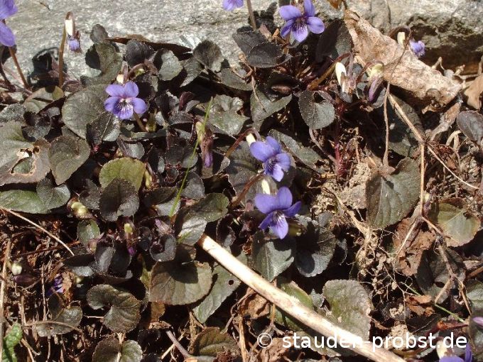 Viola labradorica - Labrador Veilchen