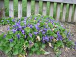 viola-odorata-2