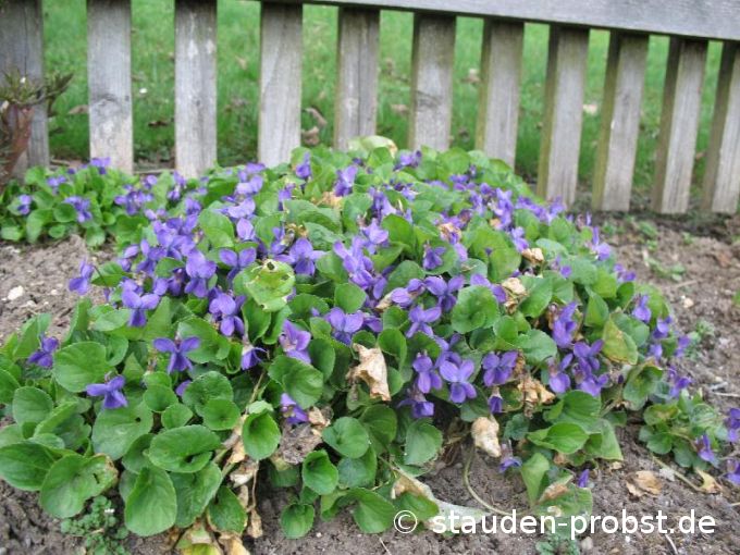Viola odorata - Duftveilchen