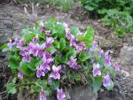 viola-odorata-red-charme-2