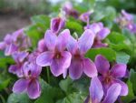 viola-odorata-red-charme-3