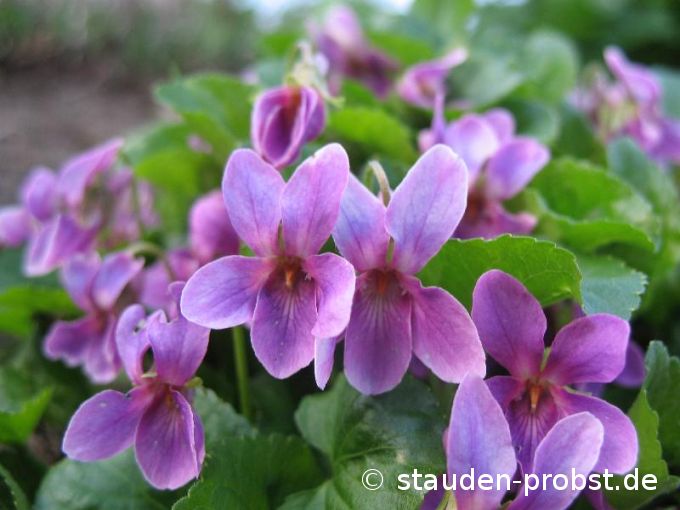 Viola odorata 'Red Charme' - Duftveilchen