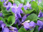 viola-odorata