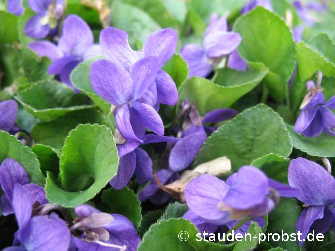Viola odorata - Duftveilchen