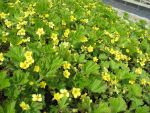 waldsteinia-geoides-2