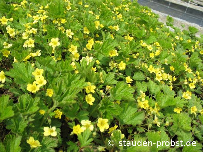 Waldsteinia geoides - Waldsteinie, Golderdbeere, Ungarwurz