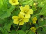 waldsteinia-geoides-3