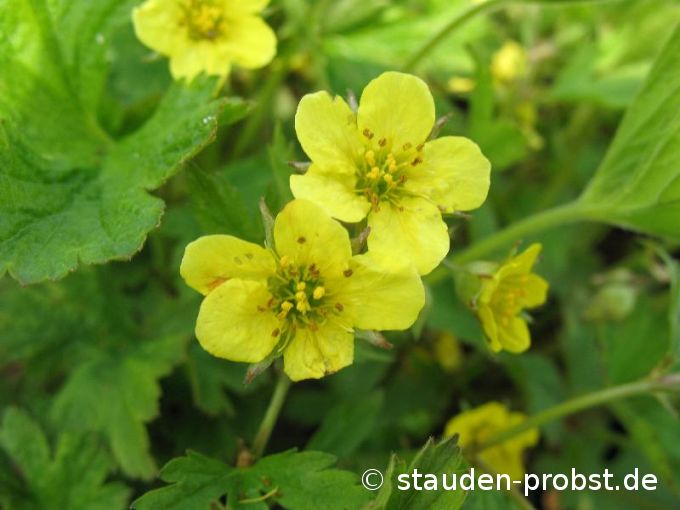Waldsteinia geoides - Waldsteinie, Golderdbeere, Ungarwurz