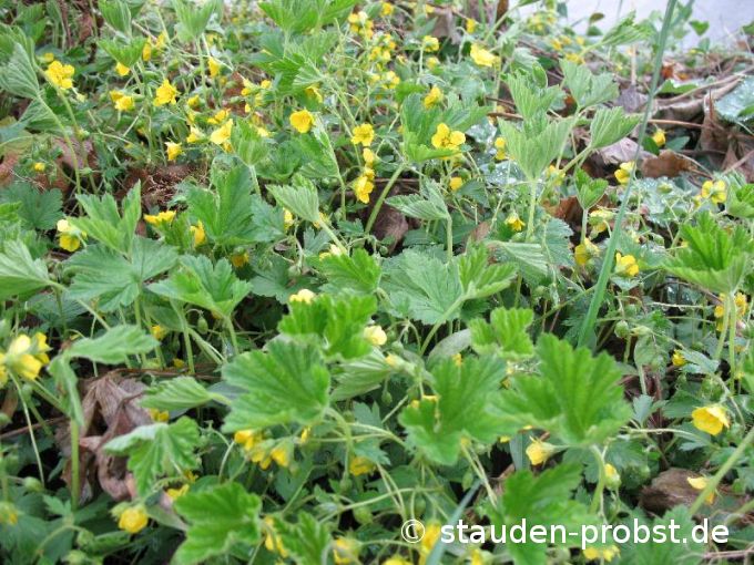 Waldsteinia ternata - Golderdbeere, Ungarwurz