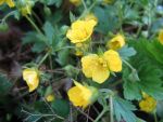 waldsteinia-ternata
