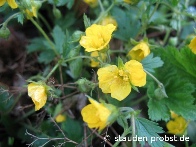 Waldsteinia ternata - Golderdbeere, Ungarwurz