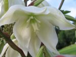yucca-filamentosa-2