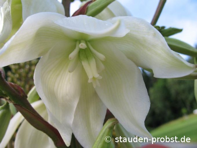 Yucca filamentosa - Palmlilie