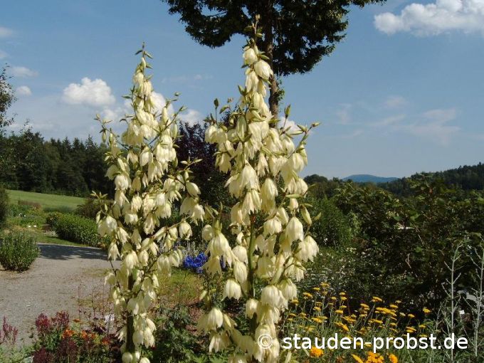 Yucca filamentosa - Palmlilie