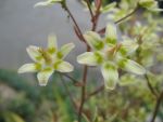 zigadenus-elegans
