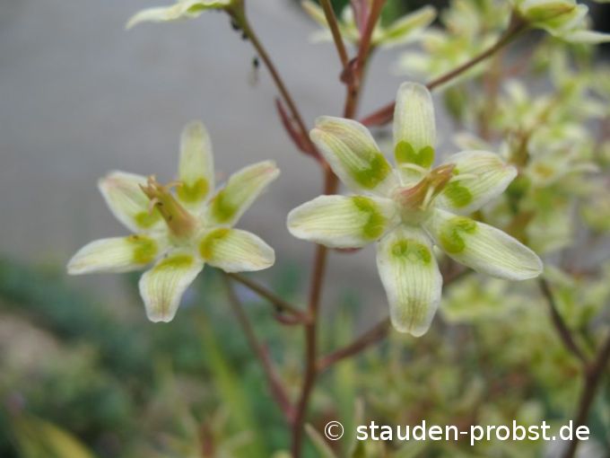 Zigadenus elegans - Jochlilie