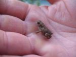 babykroete