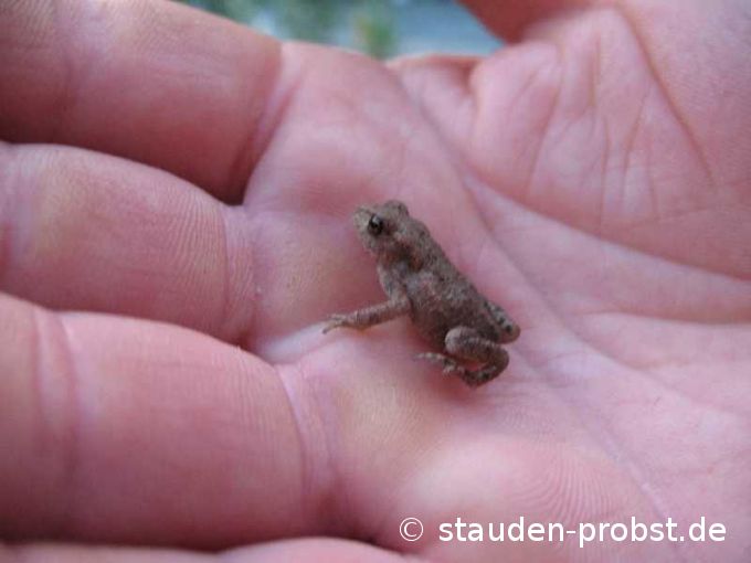 Babykröte