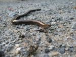 Tiere in der Gärtnerei (86 Bilder)