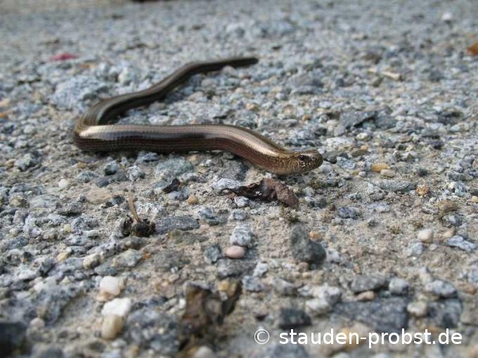 Blindschleiche