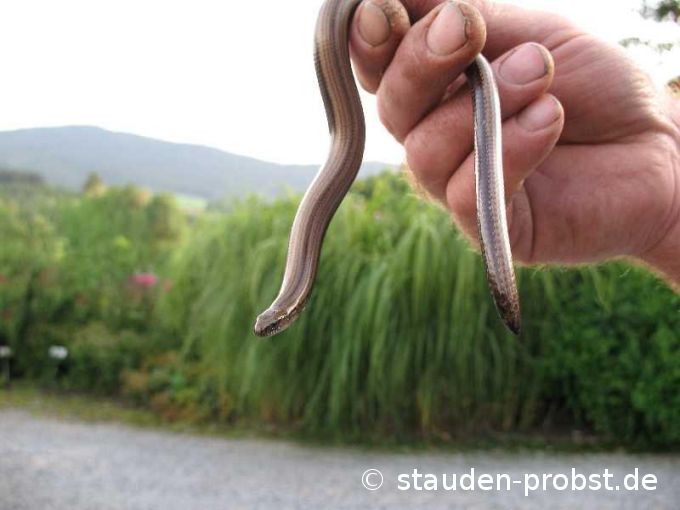 Blindschleiche