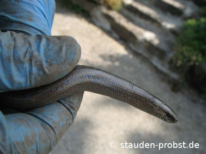 Blindschleiche