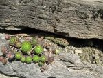 der-hausdrache
