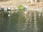 enten-1