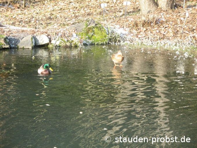 Enten