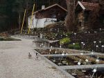 enten