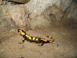 feuersalamander-1