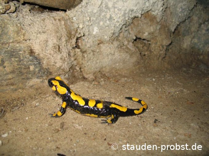 Feuersalamander