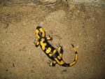 feuersalamander-2