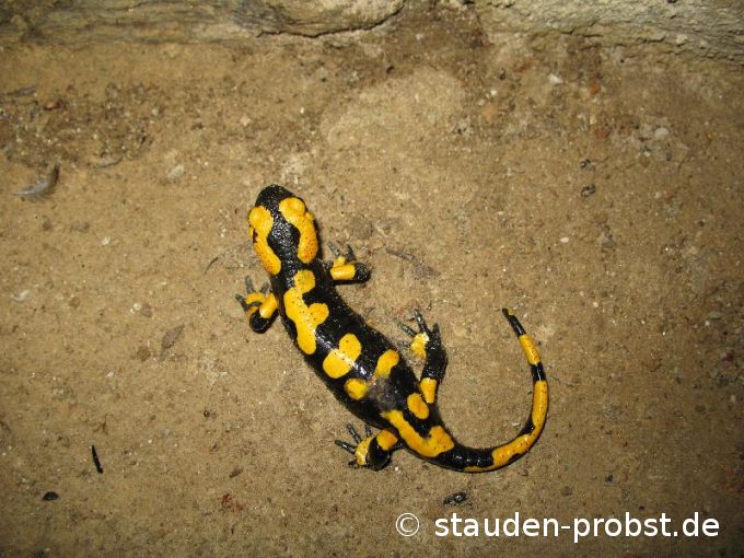 Feuersalamander