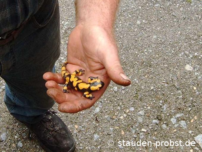 Feuersalamander