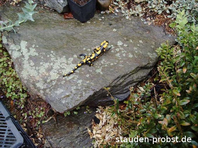 Feuersalamander
