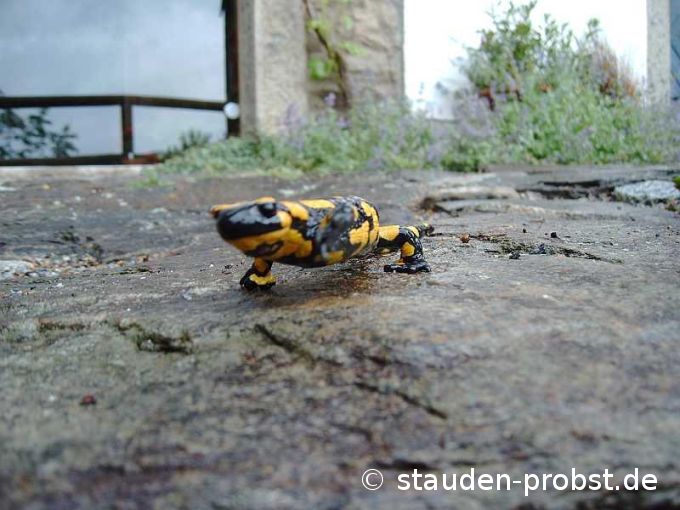 Feuersalamander Spaziergang