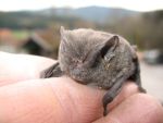 fledermaus-2