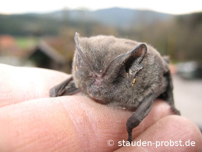 Fledermaus