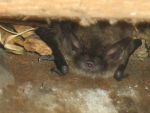 fledermaus-an-stadelwand