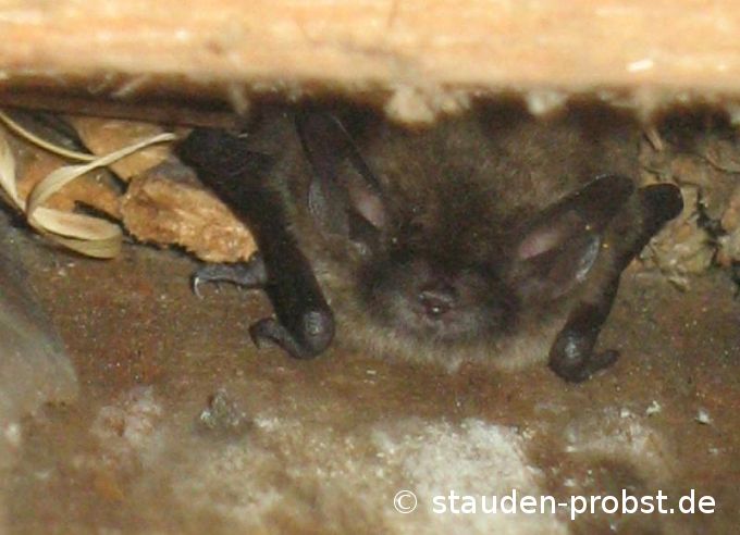 Fledermaus an Stadelwand
