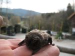 fledermaus