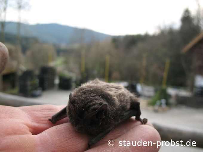 Fledermaus
