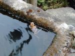 frosch