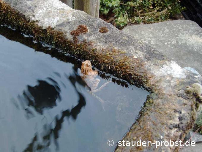 Frosch