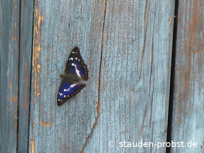 Großer Schillerfalter an Topfschuppen
