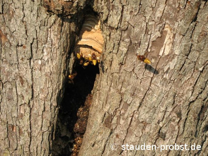 Hornisse im Anflug