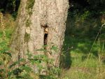 hornissennest-im-alten-birnbaum