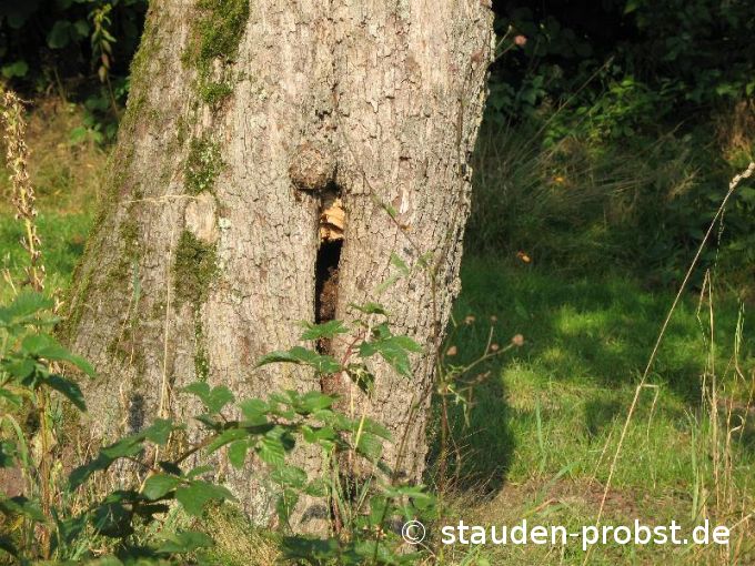 Hornissennest im alten Birnbaum